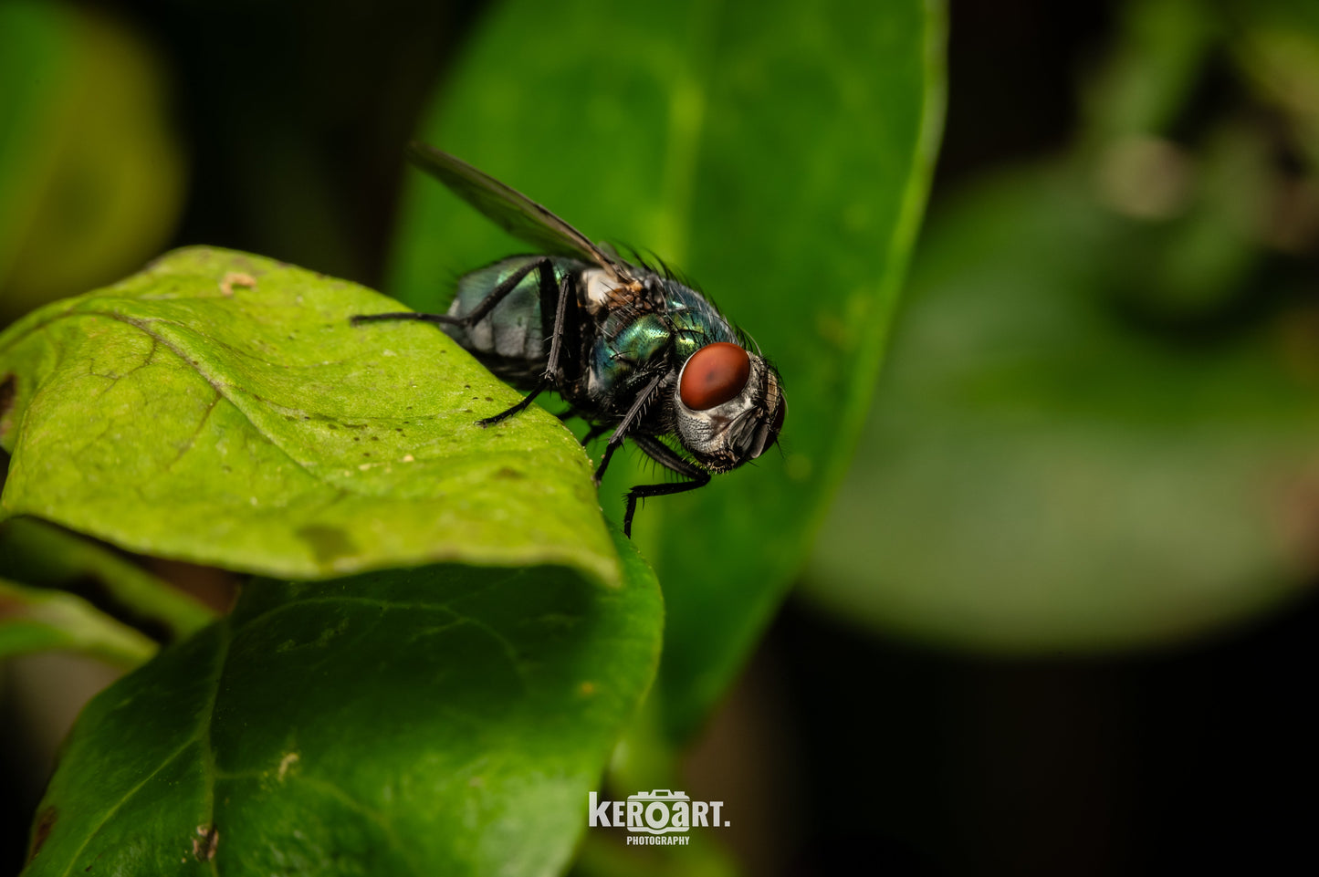 Macro Diffuser PREMIUM - 100% handmade -keroart.macro diffuser