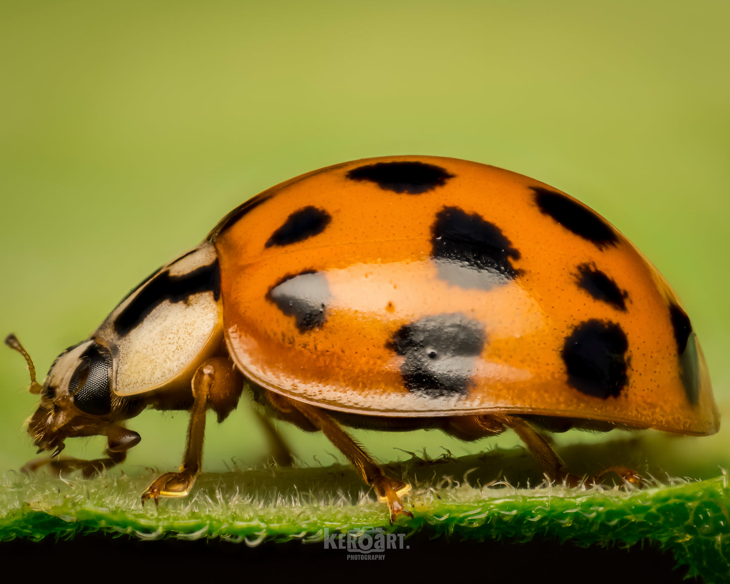 Macro Backgrounds - keroart.macro difuser